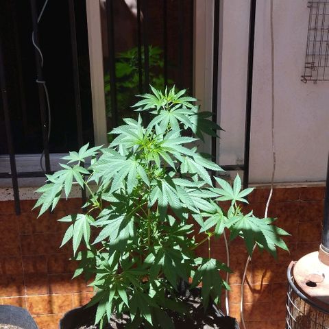 Himalaya Gold growlog timeline photo