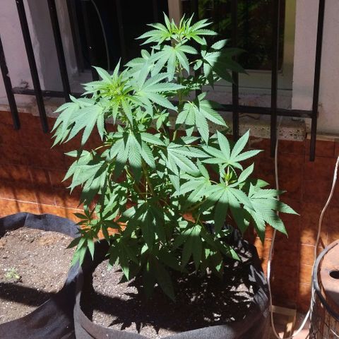 Himalaya Gold growlog timeline photo