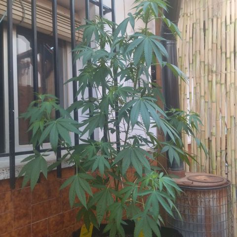 Himalaya Gold growlog timeline photo