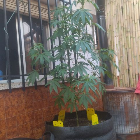 Himalaya Gold growlog timeline photo