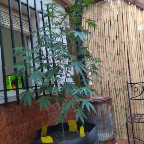 Himalaya Gold growlog timeline photo