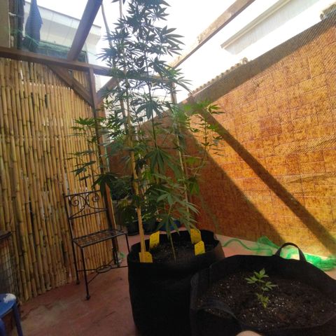 Himalaya Gold growlog timeline photo
