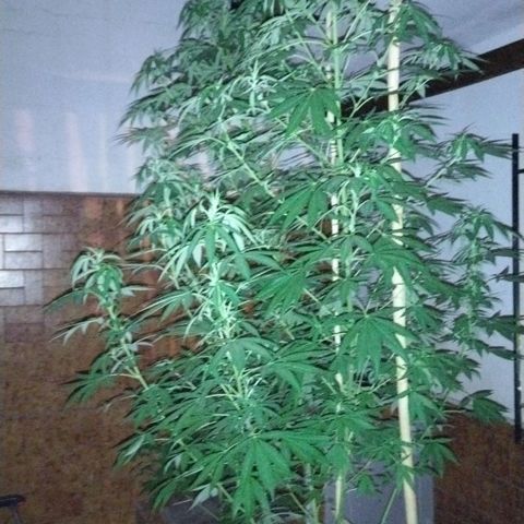 Himalaya Gold growlog timeline photo