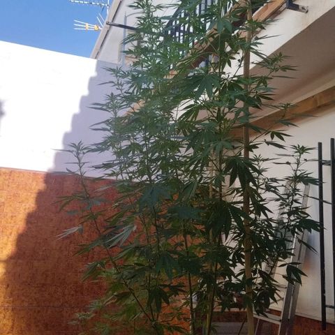Himalaya Gold growlog timeline photo