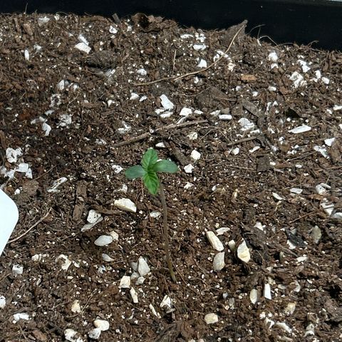 Blueberry Ze #1 growlog timeline photo