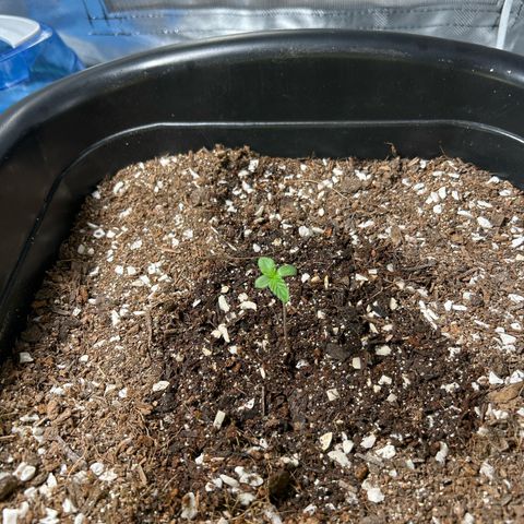 Blueberry Ze #1 growlog timeline photo