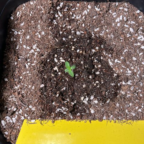 Blueberry Ze #1 growlog timeline photo