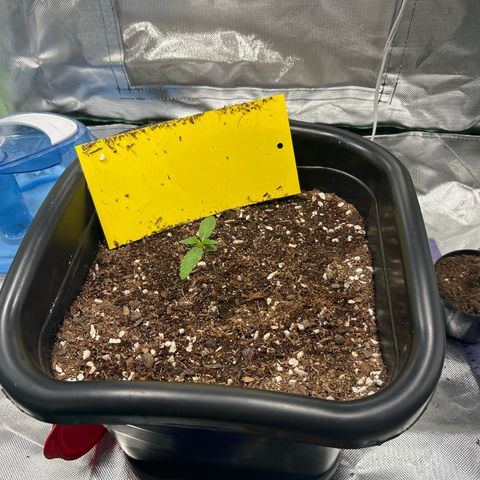 Blueberry Ze #1 growlog photo: Pré water