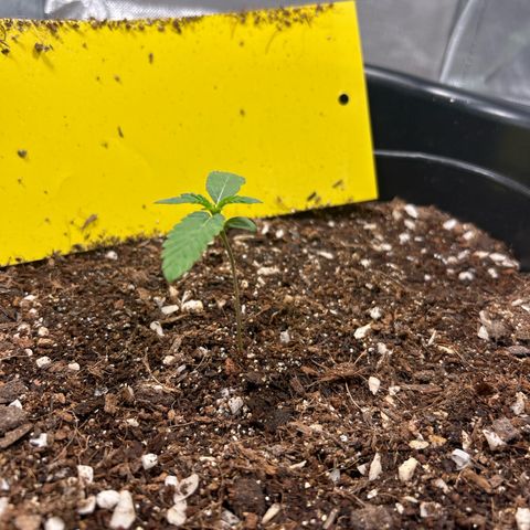 Blueberry Ze #1 growlog photo: Pré water