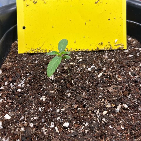Blueberry Ze #1 growlog photo: Pós rega  