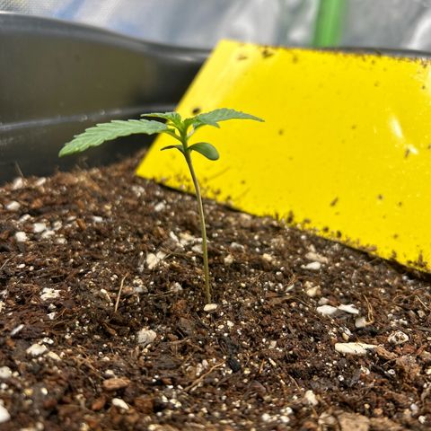 Blueberry Ze #1 growlog photo: Pós rega  