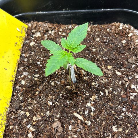 Blueberry Ze #1 growlog timeline photo