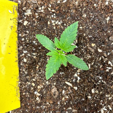 Blueberry Ze #1 growlog timeline photo