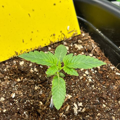 Blueberry Ze #1 growlog timeline photo