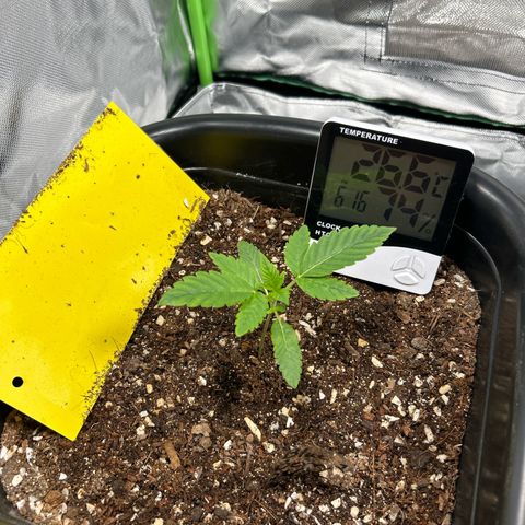 Blueberry Ze #1 growlog timeline photo