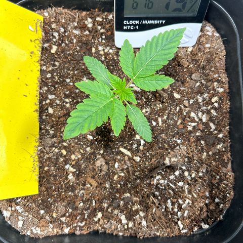 Blueberry Ze #1 growlog timeline photo