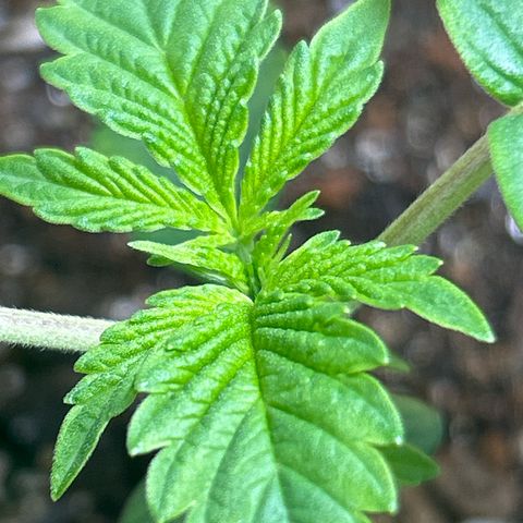 Blueberry Ze #1 growlog timeline photo
