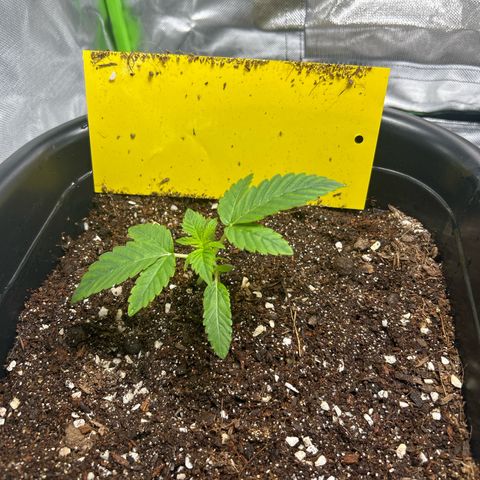Blueberry Ze #1 growlog timeline photo
