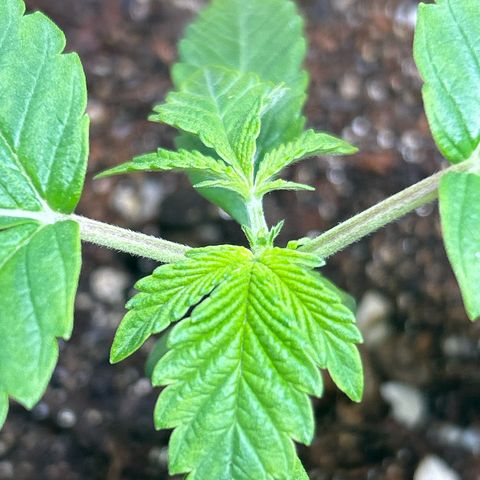 Blueberry Ze #1 growlog timeline photo