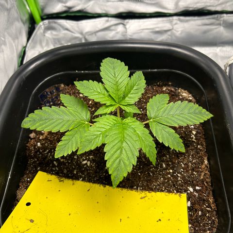 Blueberry Ze #1 growlog timeline photo
