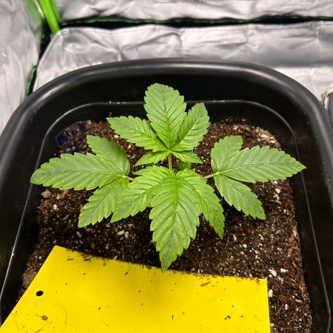 Blueberry Ze #1 growlog timeline photo