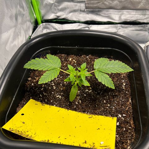 Blueberry Ze #1 growlog timeline photo