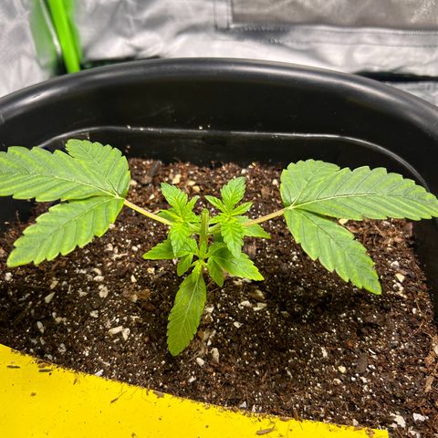 Blueberry Ze #1 growlog timeline photo