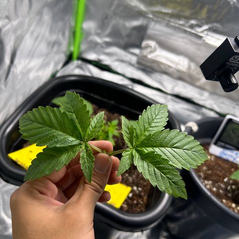 Blueberry Ze #1 growlog timeline photo
