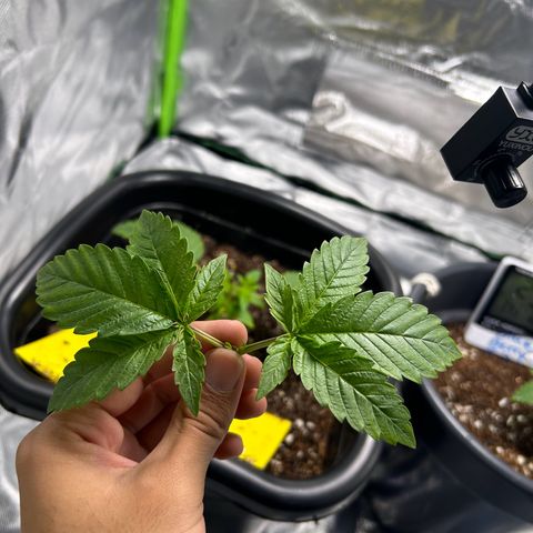 Blueberry Ze #1 growlog timeline photo