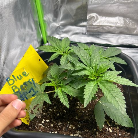 Blueberry Ze #1 growlog timeline photo