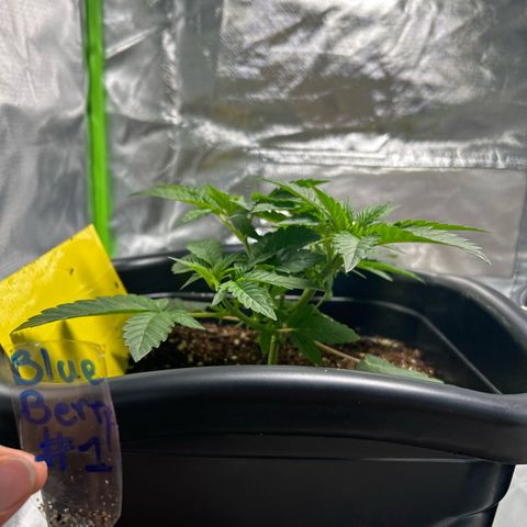 Blueberry Ze #1 growlog timeline photo