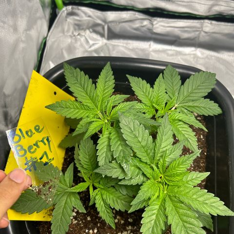 Blueberry Ze #1 growlog timeline photo