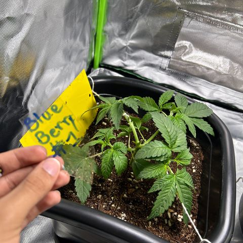 Blueberry Ze #1 growlog timeline photo