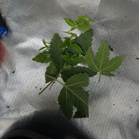 Blueberry Ze #1 growlog timeline photo