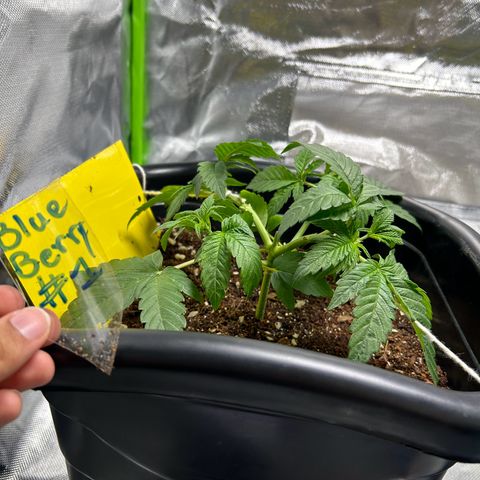 Blueberry Ze #1 growlog timeline photo