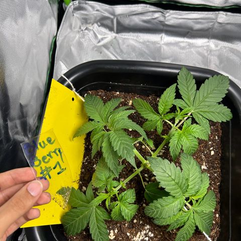 Blueberry Ze #1 growlog timeline photo