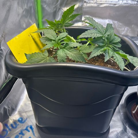 Blueberry Ze #1 growlog timeline photo