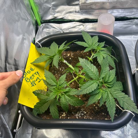 Blueberry Ze #1 growlog timeline photo