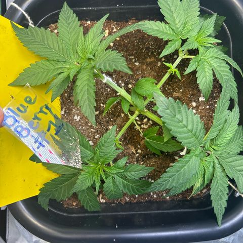Blueberry Ze #1 growlog timeline photo