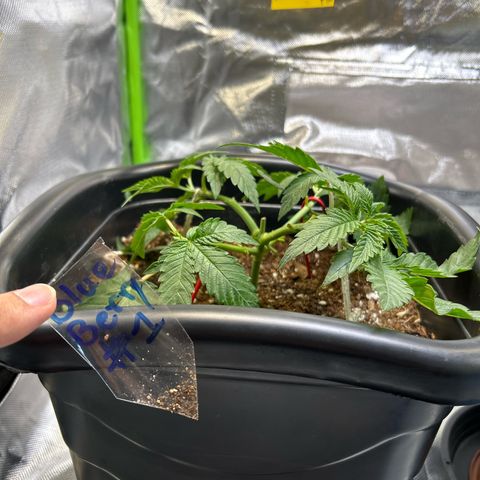Blueberry Ze #1 growlog timeline photo