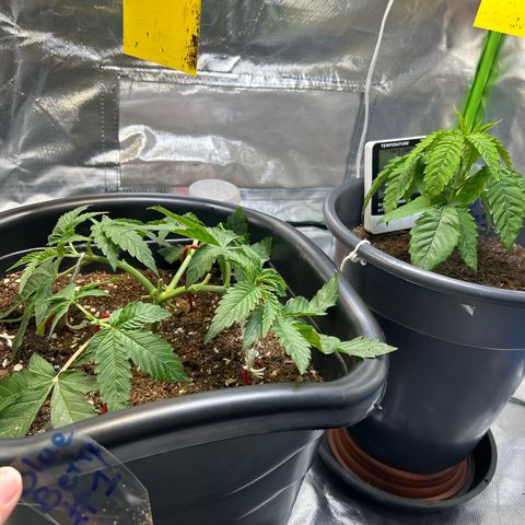 Blueberry Ze #1 growlog timeline photo