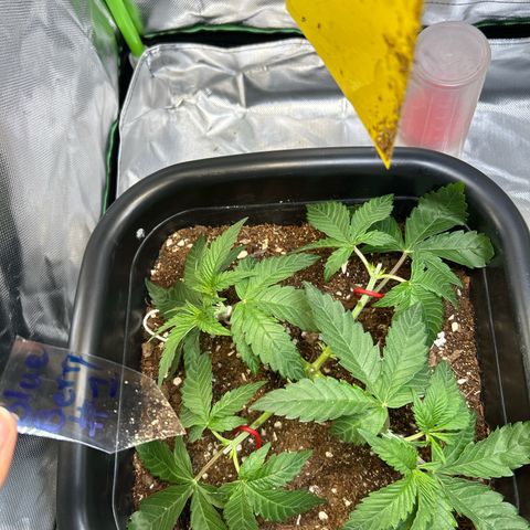 Blueberry Ze #1 growlog timeline photo