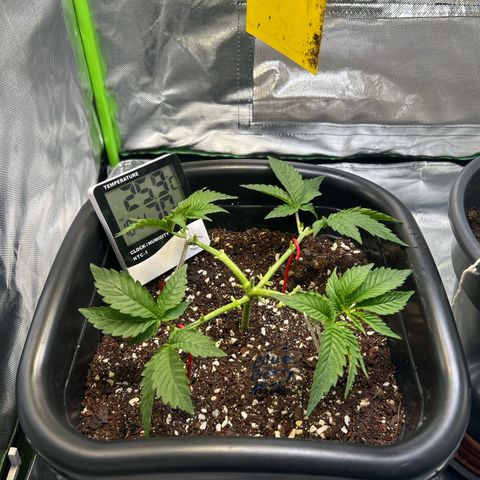 Blueberry Ze #1 growlog timeline photo