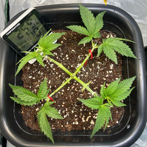 Blueberry Ze #1 growlog timeline photo