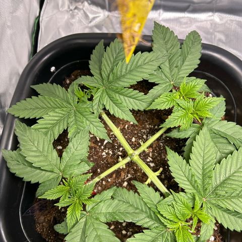 Blueberry Ze #1 growlog photo: Galho quebrado 