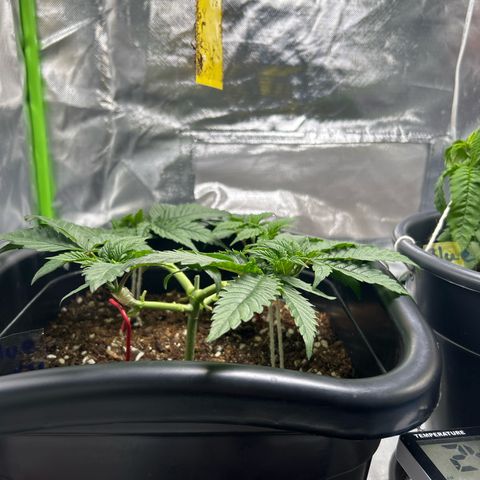 Blueberry Ze #1 growlog photo: Galho quebrado 