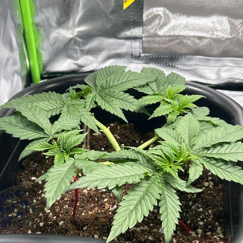 Blueberry Ze #1 growlog photo: Galho quebrado 
