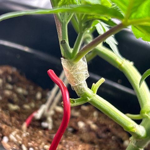 Blueberry Ze #1 growlog photo: Galho quebrado 