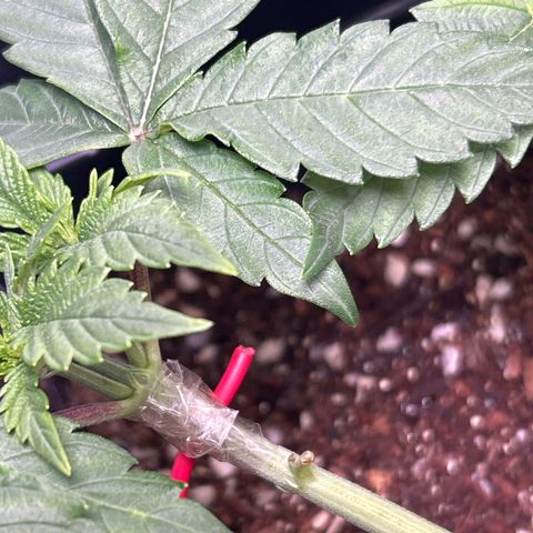 Blueberry Ze #1 growlog photo: Galho quebrado 