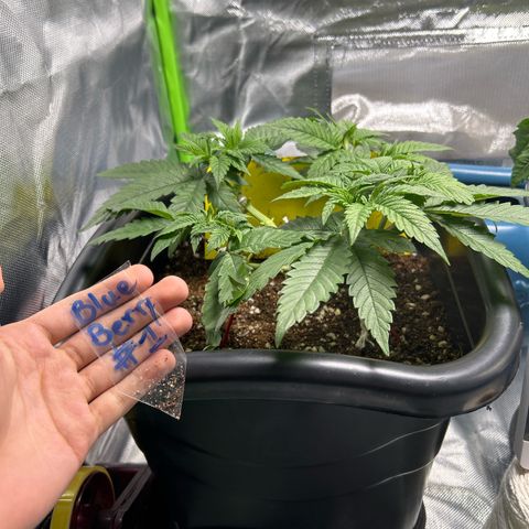 Blueberry Ze #1 growlog photo: Folha caída, galho quebrado 